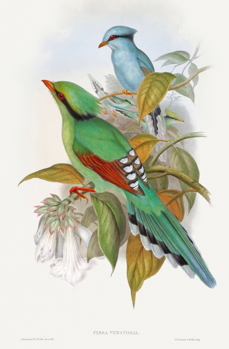 Cissa Venatoria (1850-1883) print in high resolution by John Gould, Henry Constantine Richter and Charles Joseph Hullmandel. Original from The Minneapolis Institute of Art. Digitally enhanced by rawpixel.