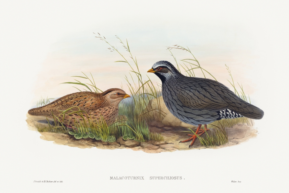 Malacoturnix superciliosus Mountain Quail (1804-1902) print in high resolution by John Gould