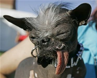 Ellwood-Worlds-Ugliest-Dog